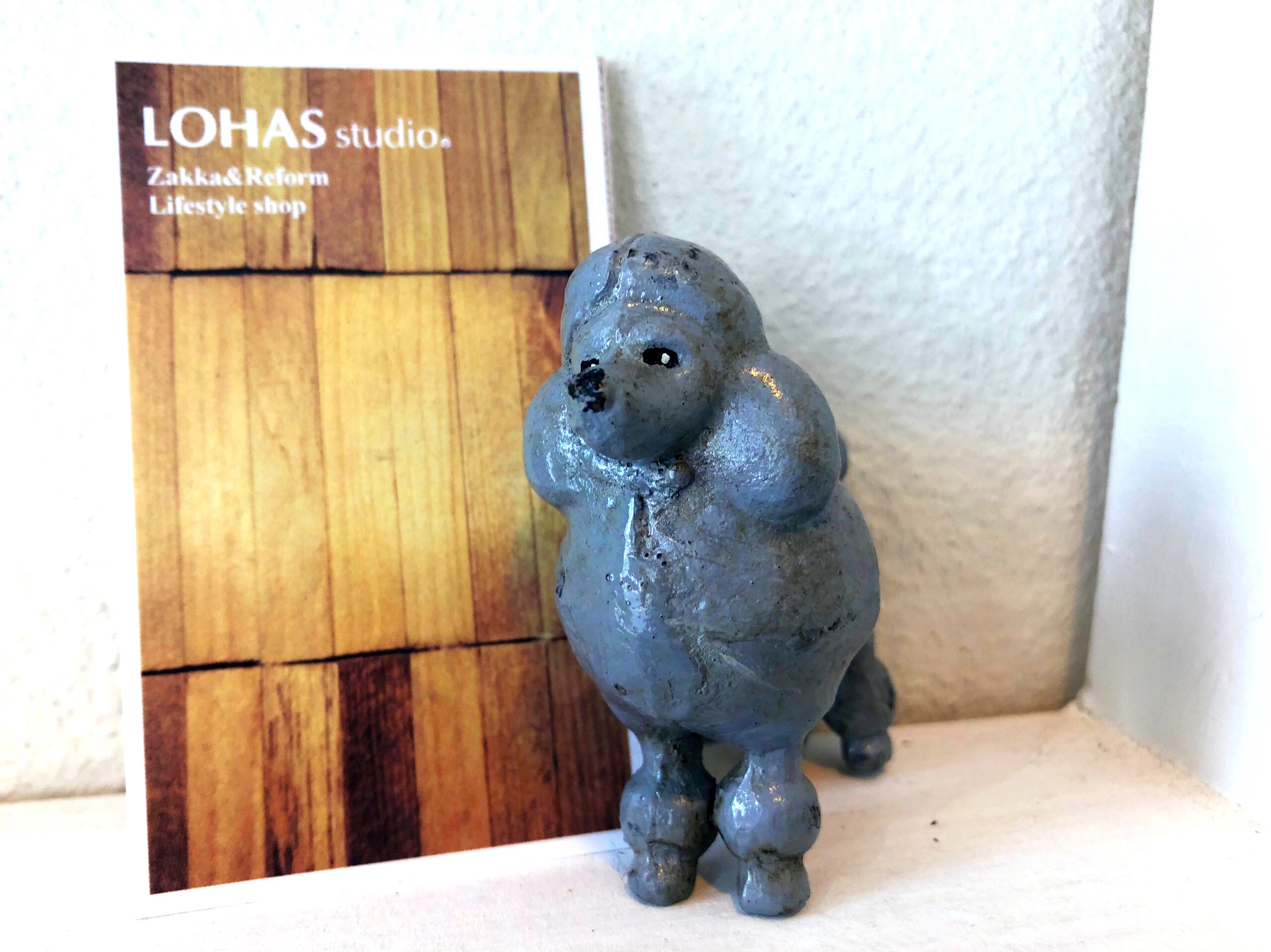 ❁スタジオのわんこたち❁