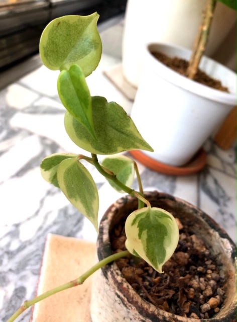 ❁本日より営業しております❁