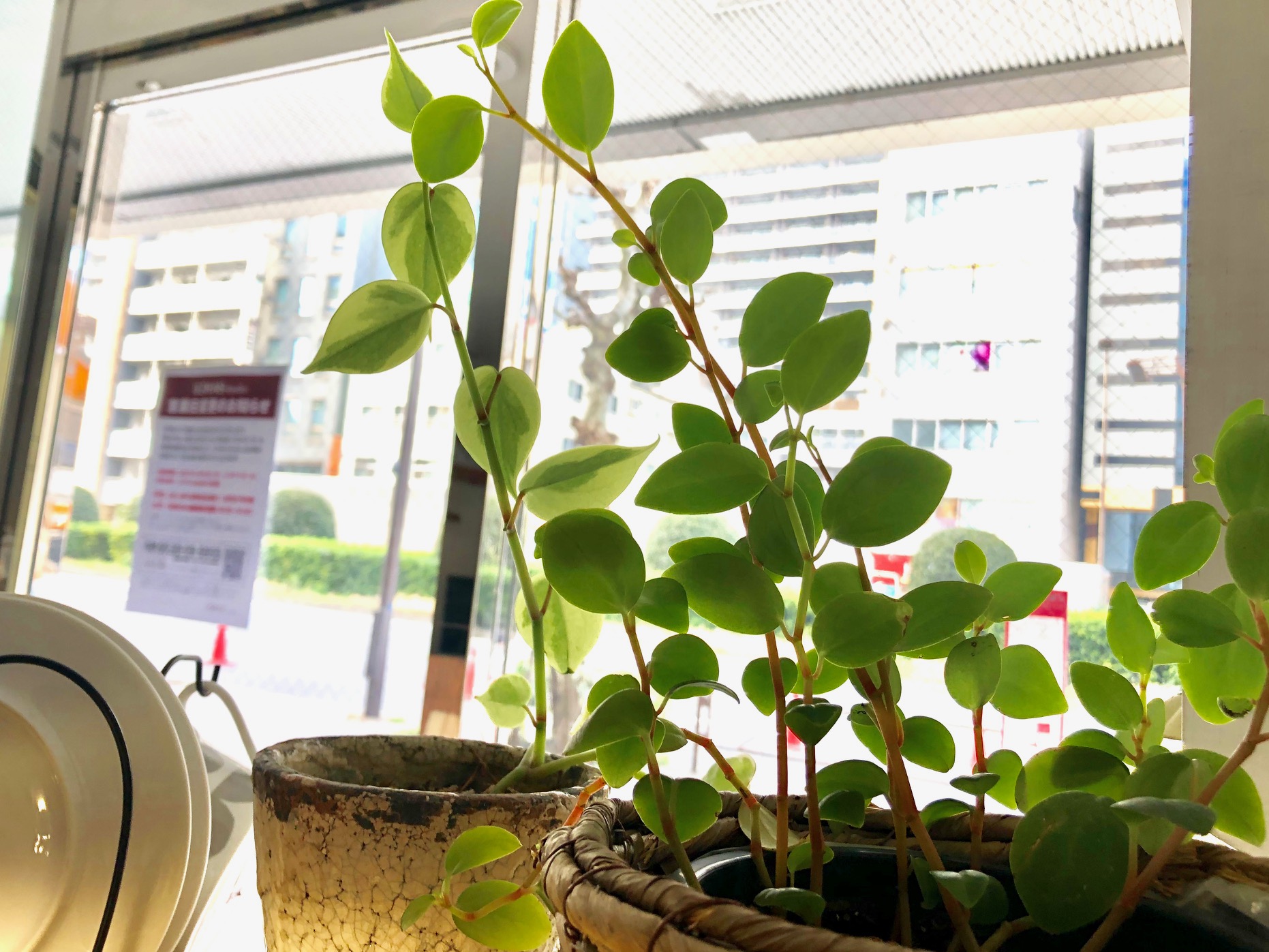 がんばれグリーンたち