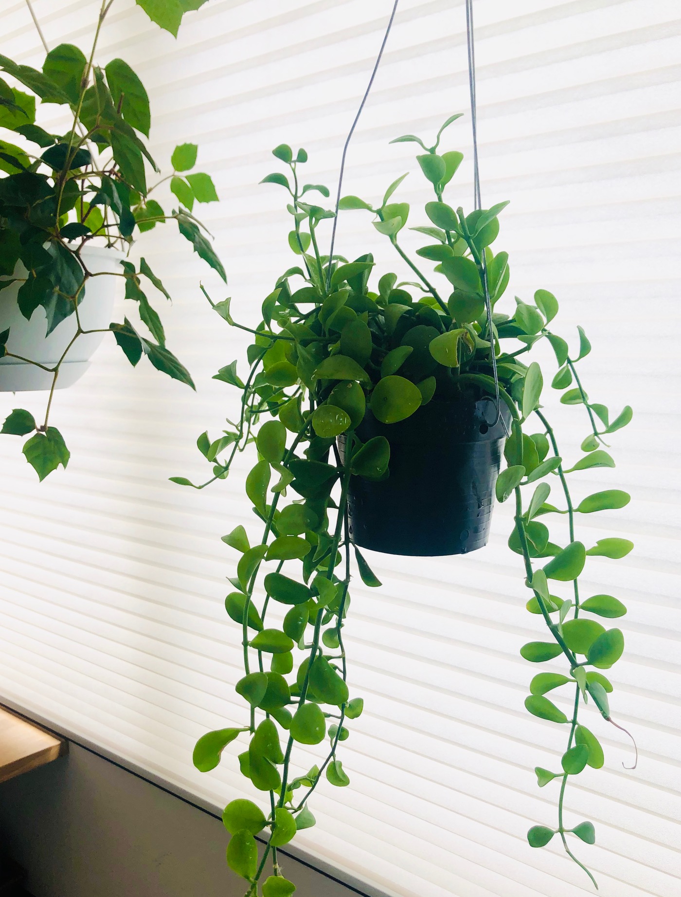 NEWグリーン仲間入り