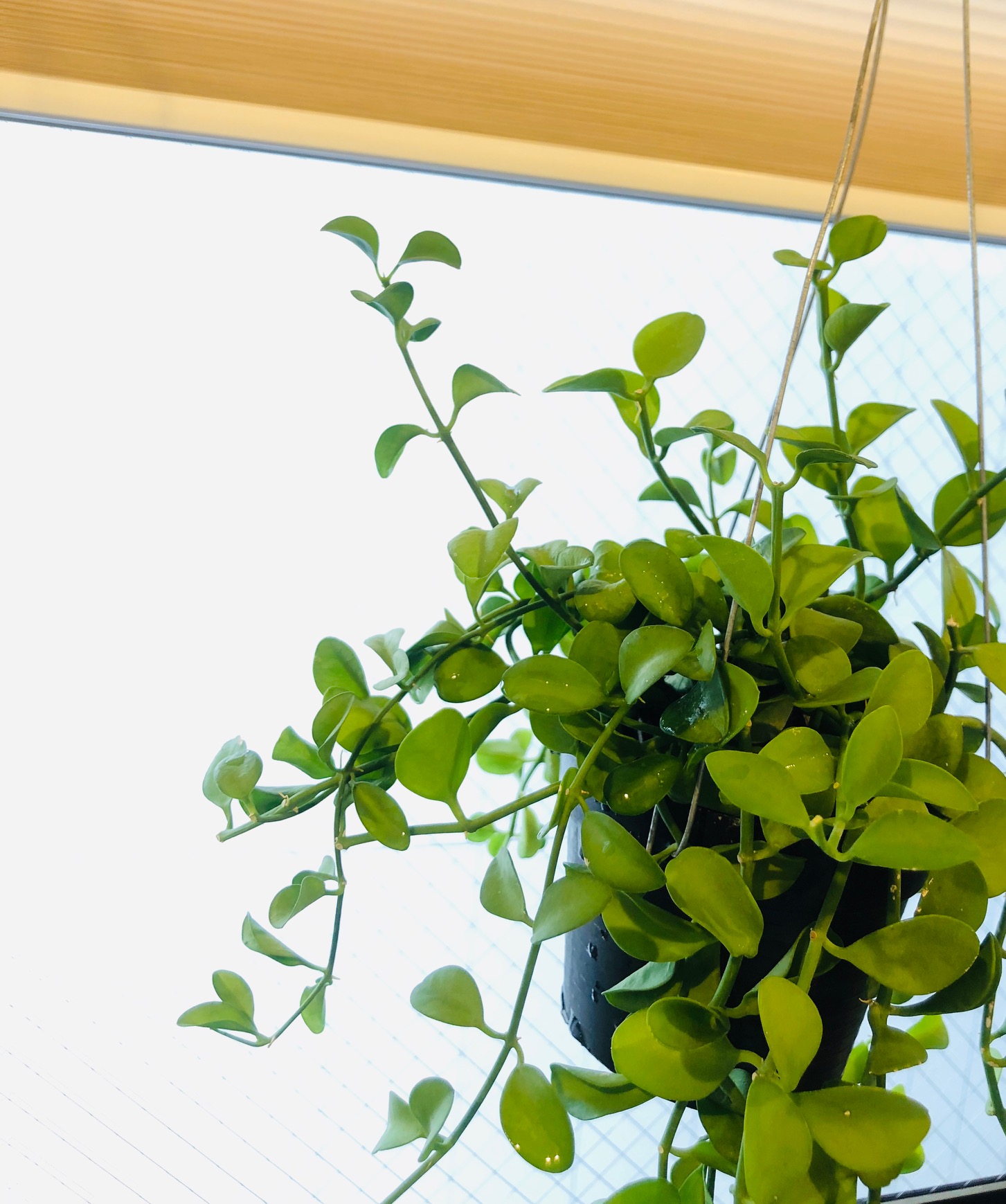 グリーン観察記