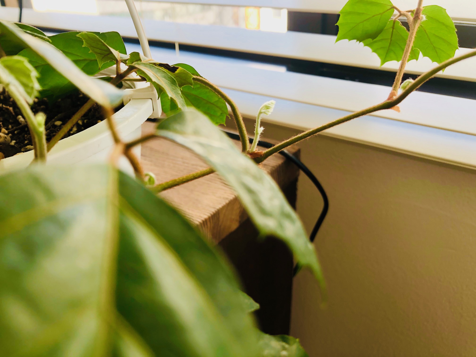 グリーン観察記②