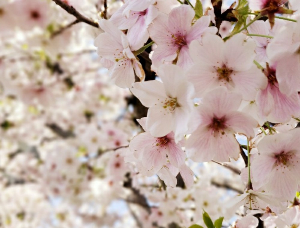 二十四節気：清明