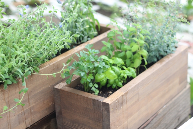 二十四節気：穀雨