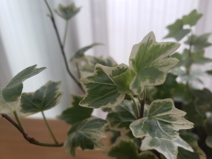 グリーンのある生活＊アイビーの育て方を学ぶ＊