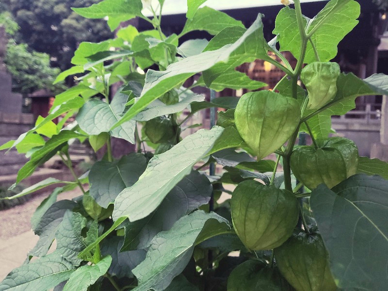 二十四節気：夏至