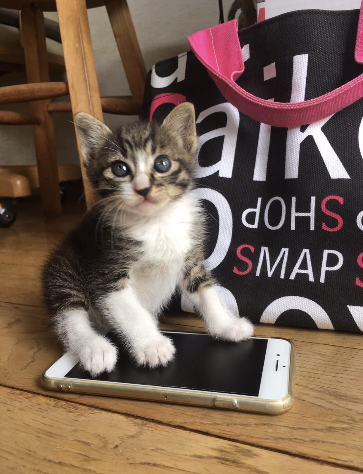 今日は「ネコを飼っている人の日」