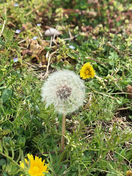 春爛漫🌸～お花見・夜桜満喫～