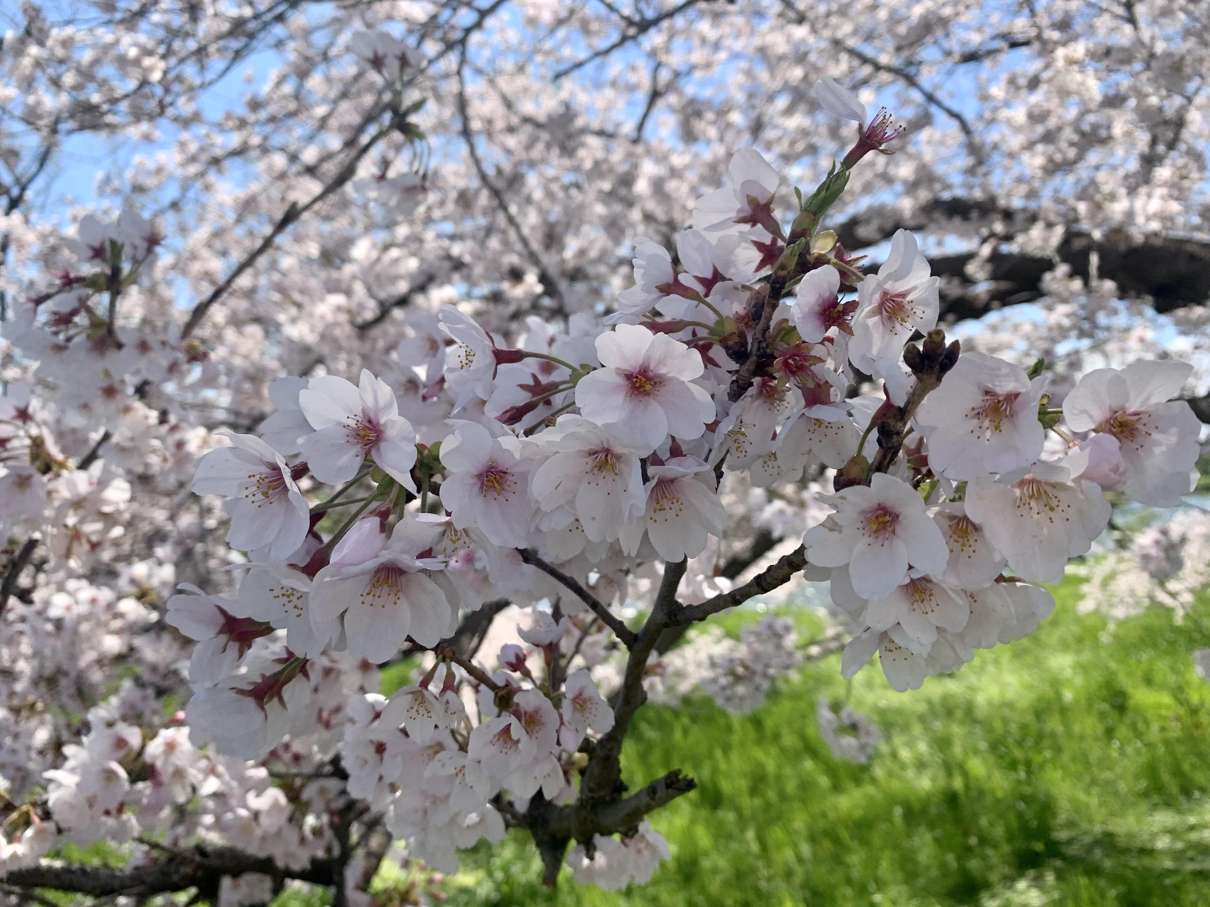 【延長】営業時間変更のお知らせ
