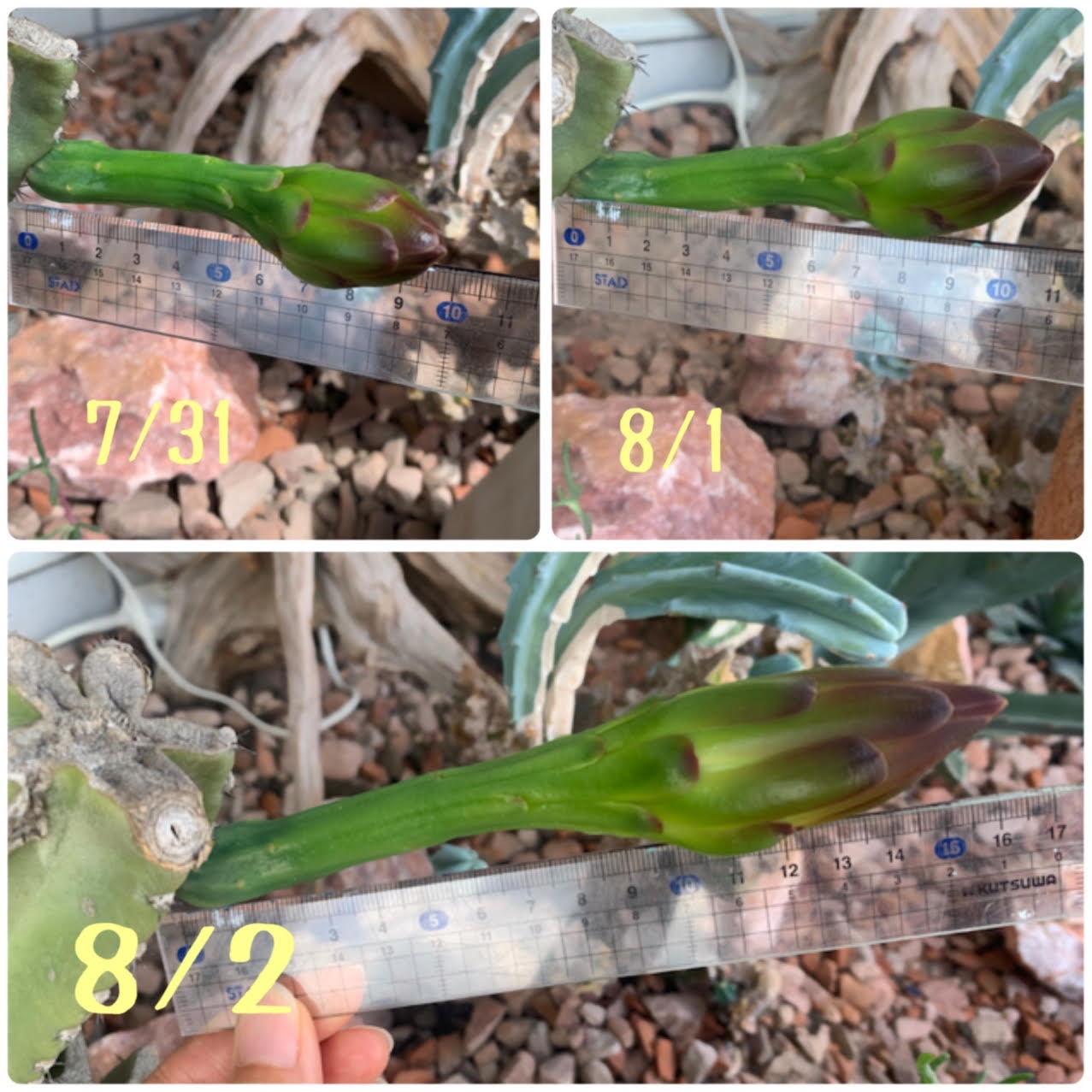 植物日記【12】