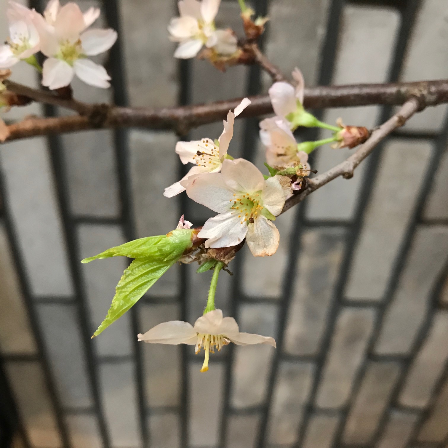 ＊まだ桜を楽しみたい…＊