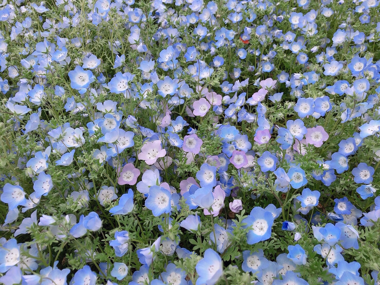 ＊ネモフィラ＊