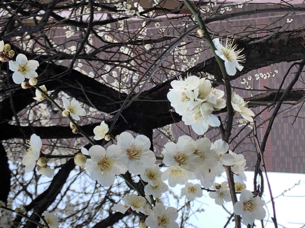 春の訪れ🌸