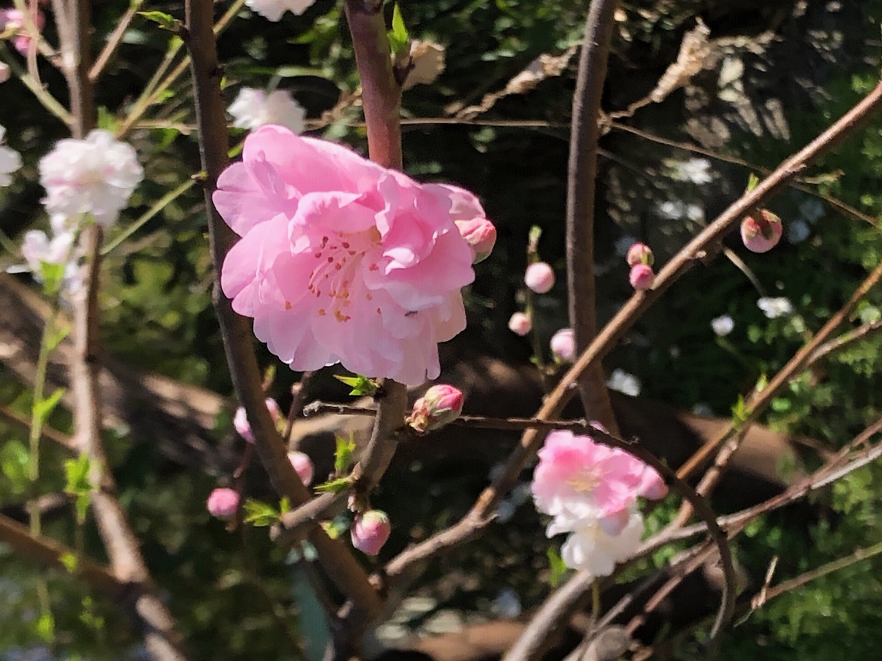 春の訪れ　第２弾🍑