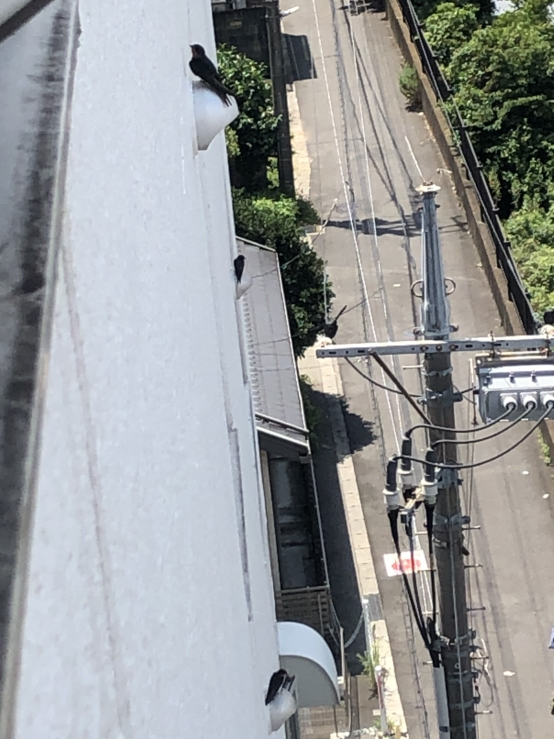 鳥も夏バテ気味？