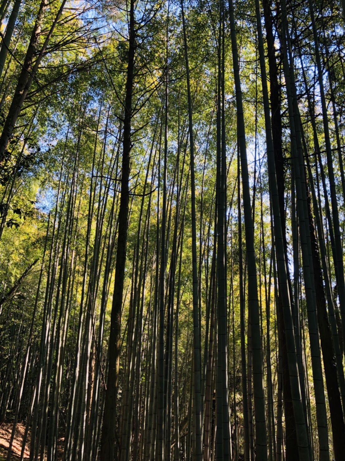 岡山③ ～檜と竹～