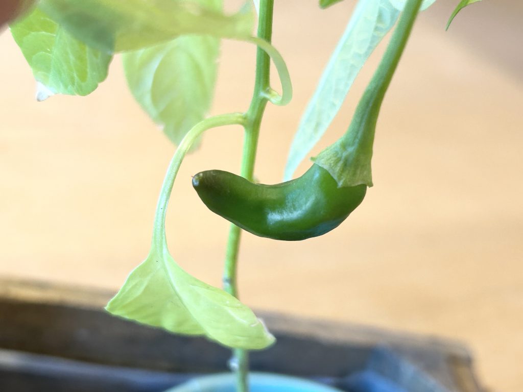 02A87751-B994-4020-A7F3-ECBDC0495FAC