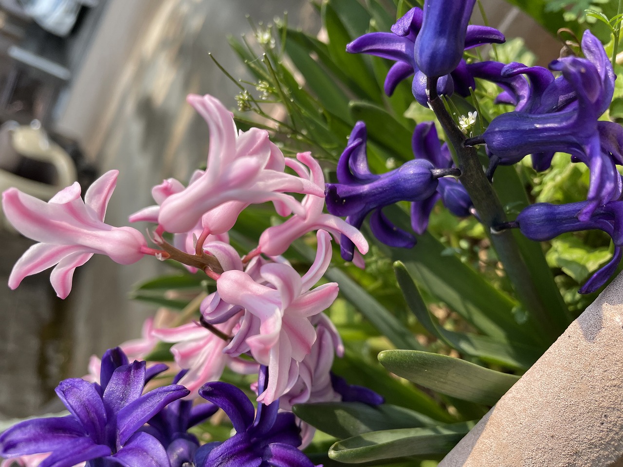 春の到来&#x1f33c;