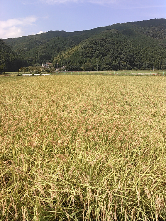 農業研修　最終章！（稲刈り）