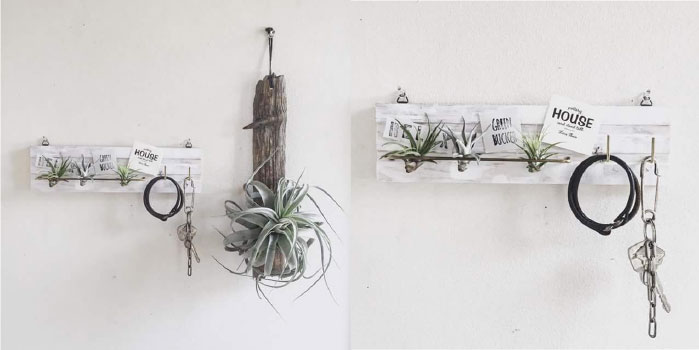 【越谷】壁掛けエアプランツ in LOHAS CARAVAN(ロハスキャラバン)(ワークショップ)