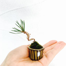 盆栽の定番!「黒松」