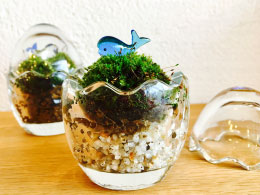 エッグ型容器がかわいい!苔テラリウム