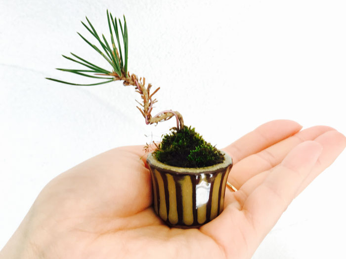 【越谷】インテリア盆栽&苔テラリウム in LOHAS CARAVAN(ロハスキャラバン)(ワークショップ)