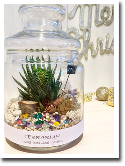 多肉植物のクリスマス ジュエル テラリウム イメージ