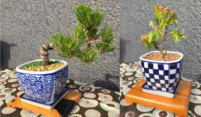 【熊谷】手のひら盆栽ワークショップ(ワークショップ)