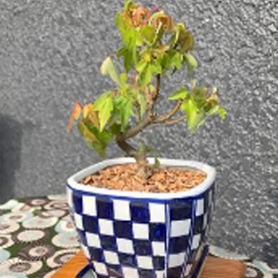 鉢は2種類ご用意しています