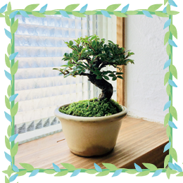 インテリアBONSAI